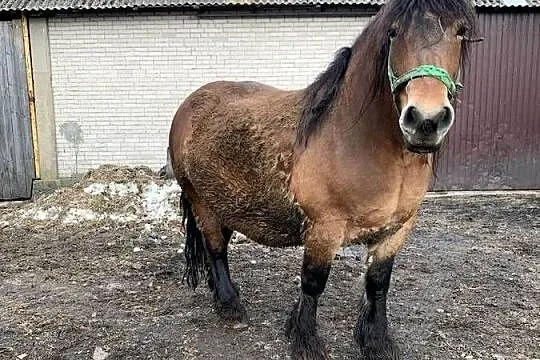 Sprzedam klacz wysoko zrebno
