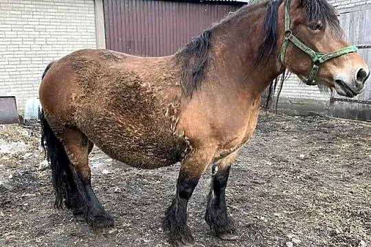 Sprzedam klacz wysoko zrebno, Podlaskie, Waniewo