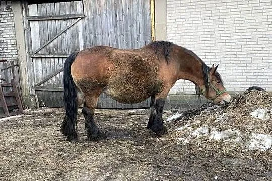Sprzedam klacz wysoko zrebno, Podlaskie, Waniewo