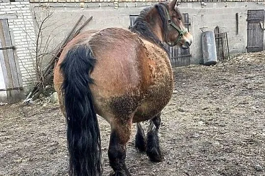 Sprzedam klacz wysoko zrebno, Podlaskie, Waniewo