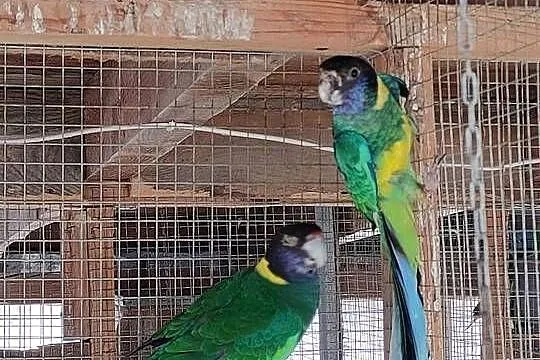 Papugi para