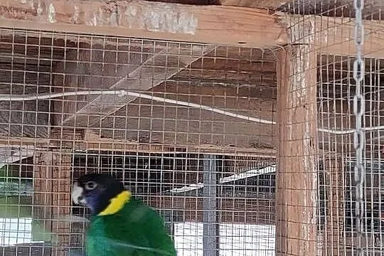 Papugi para, Łódzkie, Parzno