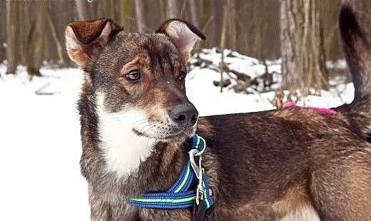 BRUNO - DOM POTRZEBNY NA JUŻ!!!, łódzkie Skiernie