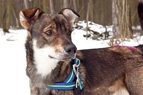 BRUNO - DOM POTRZEBNY NA JUŻ!!!,  łódzkie Skiernie