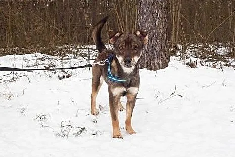 BRUNO - DOM POTRZEBNY NA JUŻ!!!,  łódzkie Skiernie