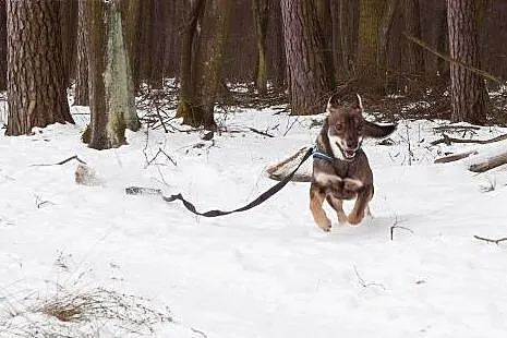 BRUNO - DOM POTRZEBNY NA JUŻ!!!,  łódzkie Skiernie