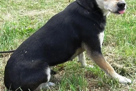 Minnie mała, milutka suczka mix pinczer szuka domu