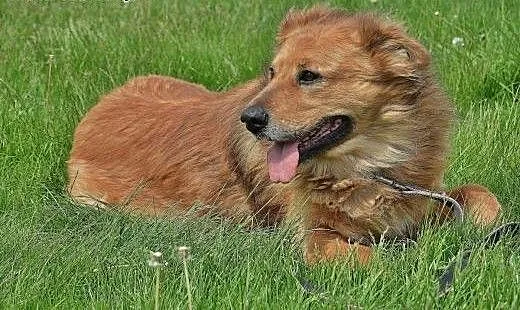 Teddy- pies, który niesie radość, mazowieckie War