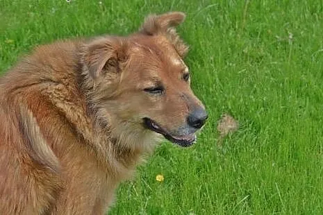 Teddy- pies, który niesie radość,  mazowieckie War