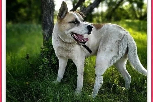 40kg,duży, przyjazny,towarzyski pies AKI,szczepion, Łódź