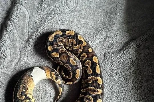 Samica black pastel yellow belly het pied