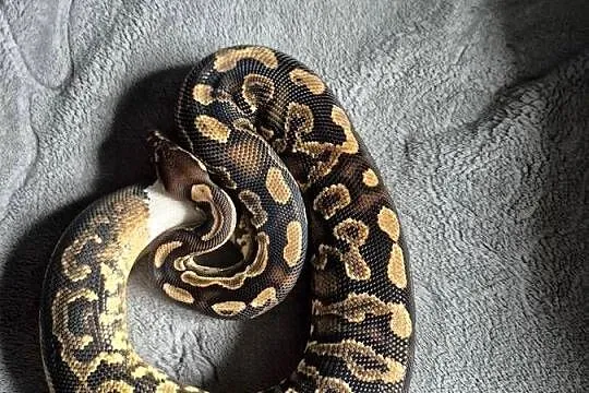 Samica black pastel yellow belly het pied, Świętokrzyskie, Starachowice