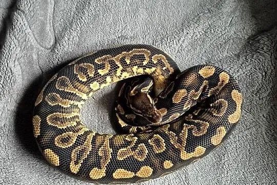 Samica black pastel yellow belly het pied, Świętokrzyskie, Starachowice