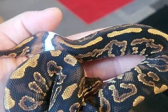 Samica black pastel yellow belly het pied, Świętokrzyskie, Starachowice