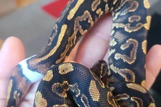 Samica black pastel yellow belly het pied, Świętokrzyskie, Starachowice