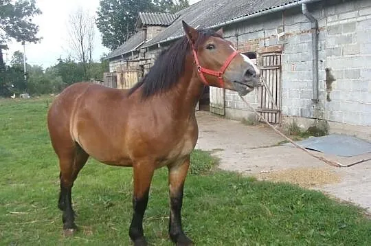 SPRZEDAM Gniadą Klacz 16 miesięcy -SPRZEDANA