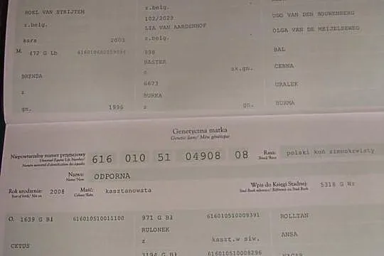 SPRZEDAM Gniadą Klacz 16 miesięcy -SPRZEDANA