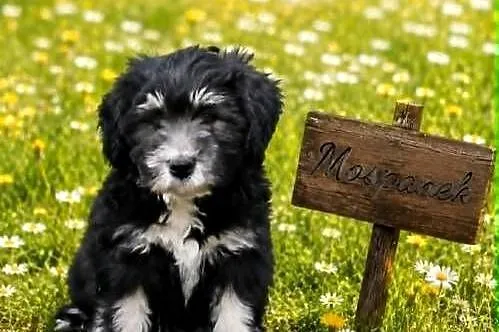 Polski Owczarek Nizinny PON szczeniaki