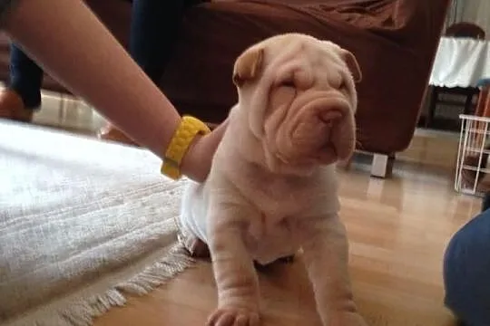 Shar pei szczeniaki