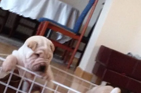 Shar pei szczeniaki