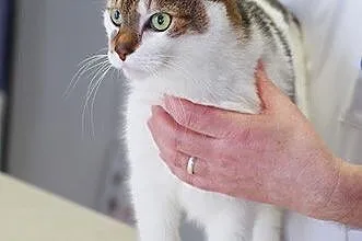 Wituń