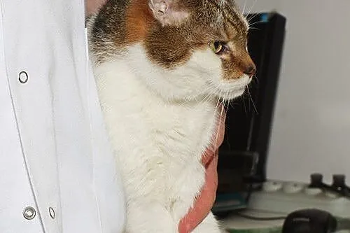 Wituń