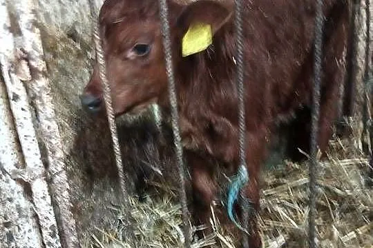 Sprzedam byczka mięsnego