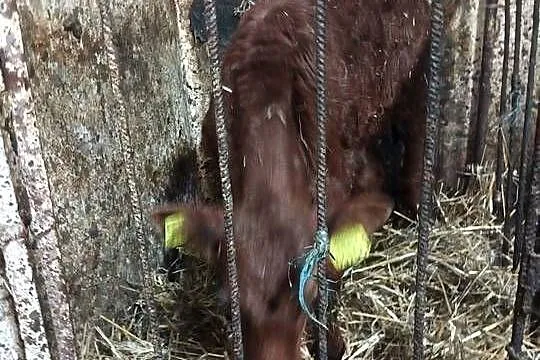 Sprzedam byczka mięsnego, Podlaskie, Pniewo
