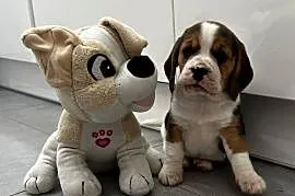 Beagle szczeniak