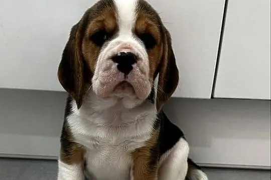 Beagle szczeniak, Mazowieckie, Jedlińsk