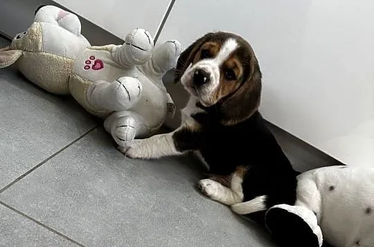 Beagle szczeniak, Mazowieckie, Jedlińsk
