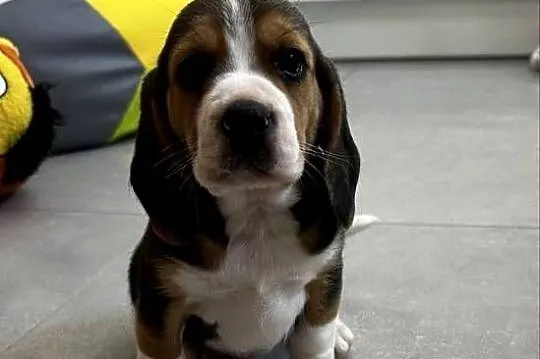 Beagle szczeniak, Mazowieckie, Jedlińsk