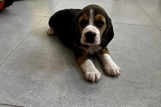 Beagle szczeniak, Mazowieckie, Jedlińsk