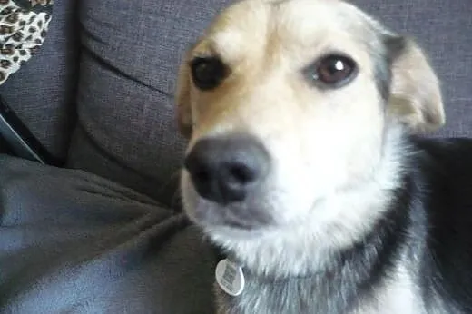 1,5 roczna spokojna mała sunia szuka schronienia!!