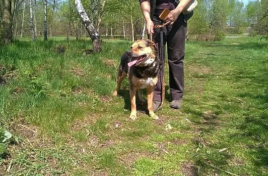 Grzeczny, przyjazny Arnold szuka aktywnego domu!