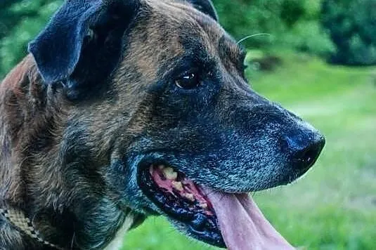 Nietuzinkowy, przyjazny,dojrzały BORYS czeka na ro