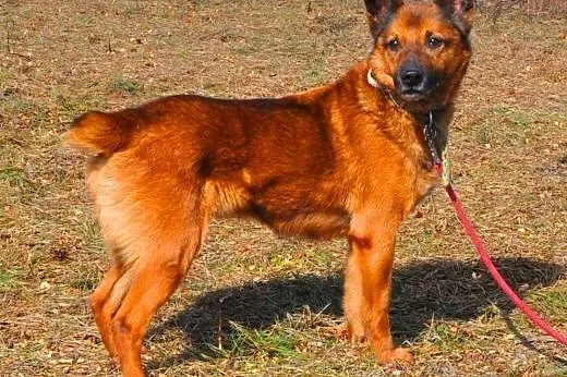 BUBU - świetny, wesoły psiak z uszami nietoperza do adopcji,  mazowieckie Warszawa