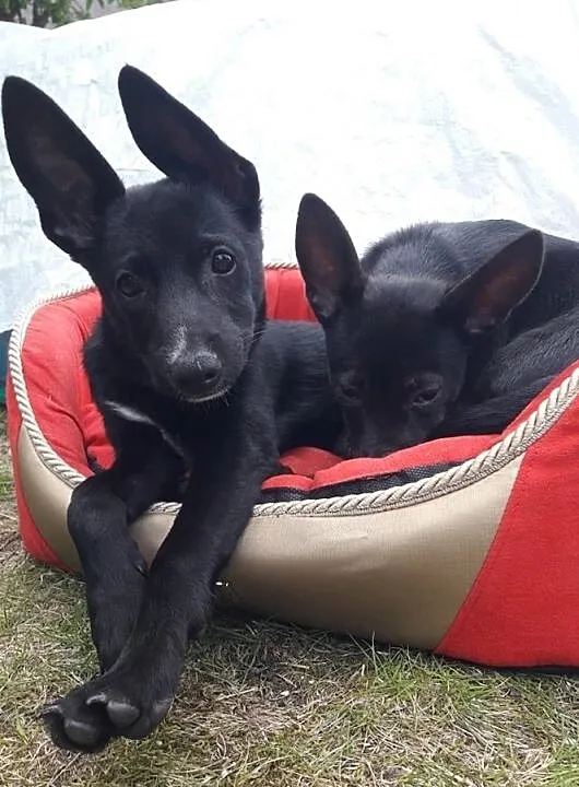 Nemo-słodziutki, 3 miesięczny szczeniak do adopcji!, Śląskie, Częstochowa