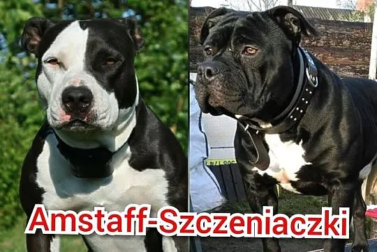 Amstaff