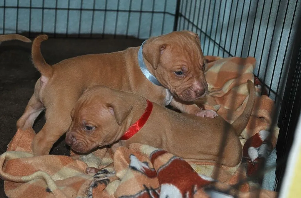 Amstaff