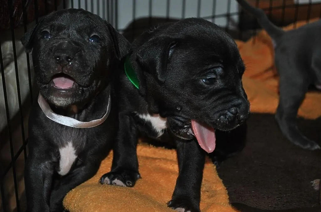 Amstaff