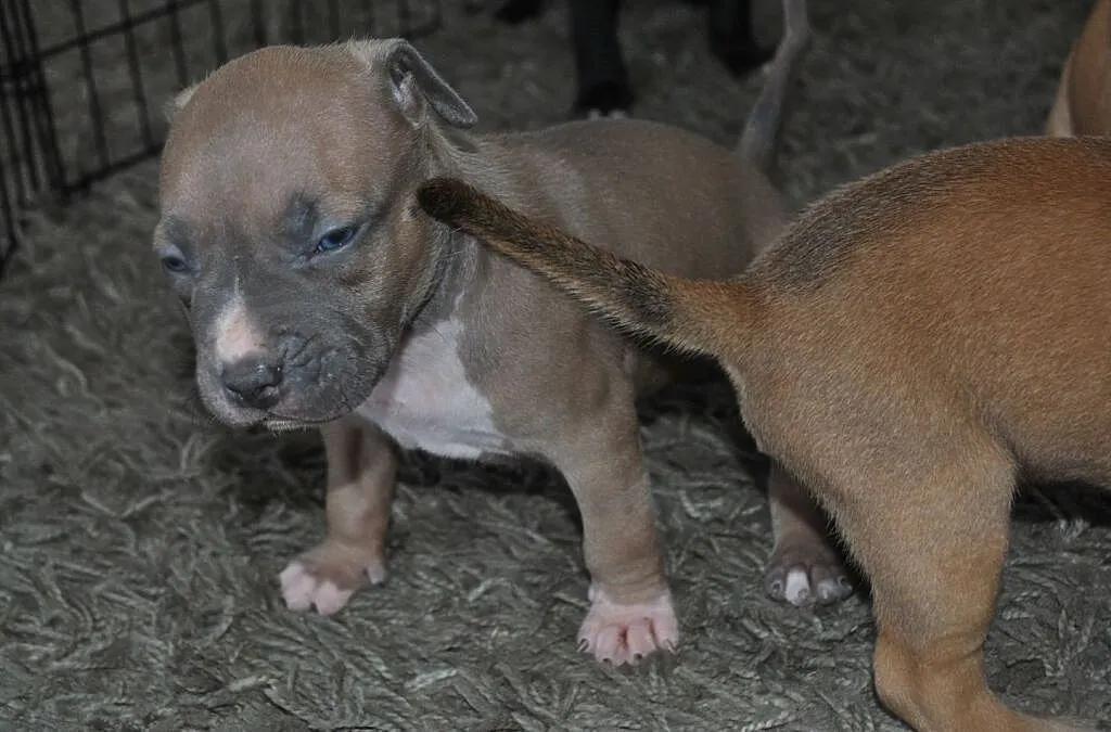 Amstaff