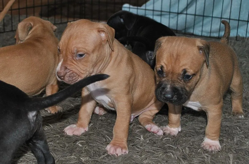 Amstaff