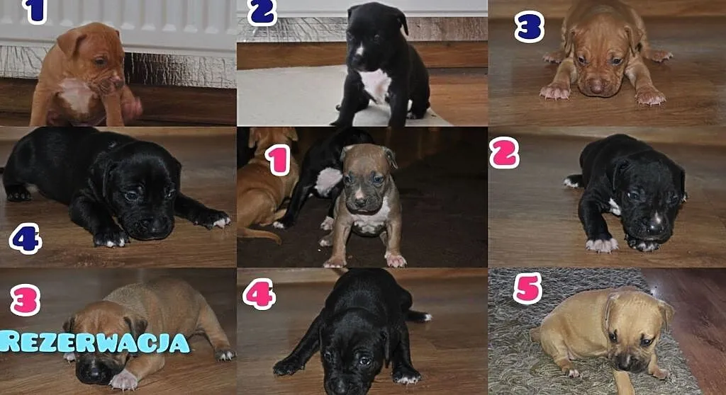 Amstaff