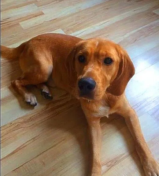 BALU - piękny, biszkoptowy labrador mix do adopcji