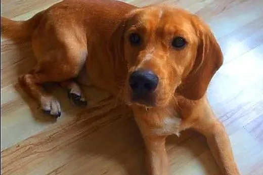 BALU - piękny, biszkoptowy labrador mix do adopcji