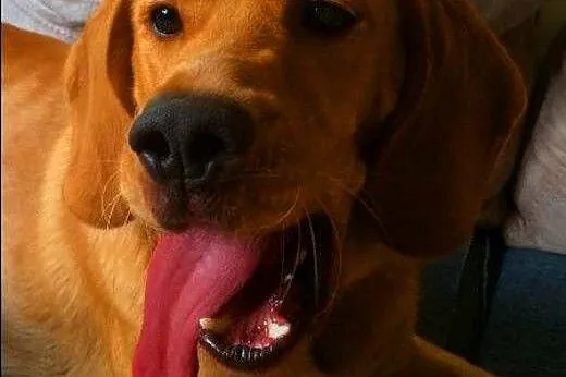 BALU - piękny, biszkoptowy labrador mix do adopcji