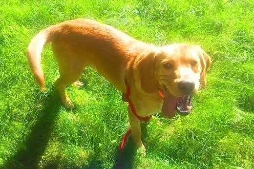 BALU - piękny, biszkoptowy labrador mix do adopcji