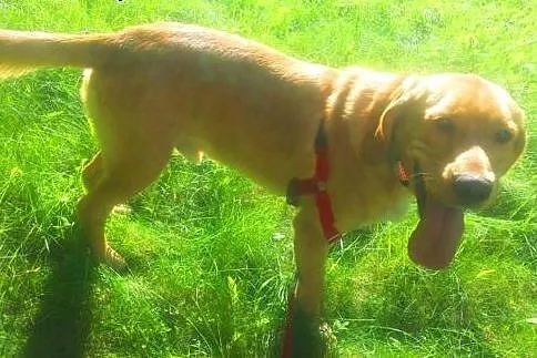 BALU - piękny, biszkoptowy labrador mix do adopcji
