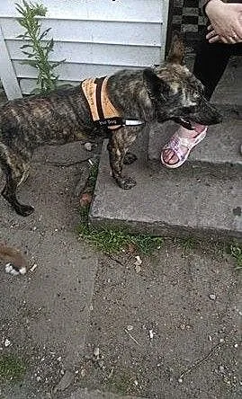 Gaja - 1 roczna suczka do adopcji, mazowieckie Si